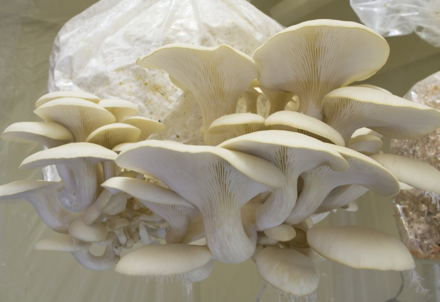 White Pyster Mushrooms